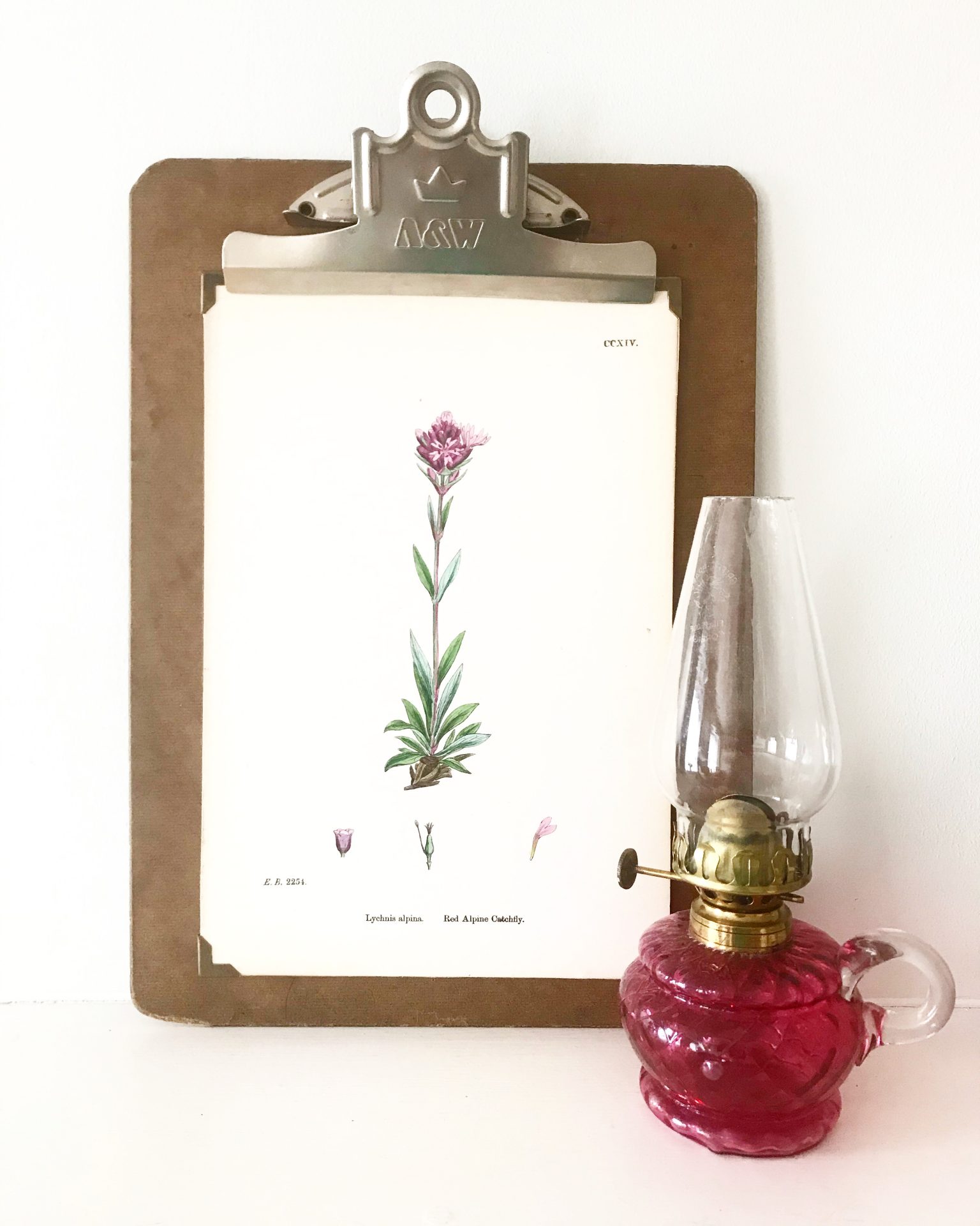 Wonderful mounted vintage botanical print #2 Wonderful mounted vintage botanical print #2